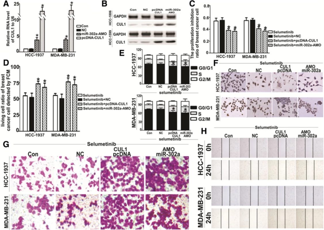 Characterization of cells transfected with miR-302a-AMO and the CUL1 expression plasmid. After transfected miR-302a-AMO or the pcDNA3.1-CUL1 plasmid in HCC-1937 and MDA-MB-231 cells for 6 h, HCC-1937 and MDA-MB-231 cells were exposed on Selumetinib (10 μM). The CUL1 mRNA (a) and protein (b) expression levels were detected by qRT-PCR and western blot analysis, respectively. The CUL-1 level on both mRNA and protein increased significantly in miR-302a-AMO and pcDNA3.1-CUL1 group (For HCC1973 cells, the CUL1 levels were 0.97 ± 0.08, 3.81 ± 1.17 and 14.18 ± 3.56 respectively. For MDA-MB-231 cells, the CUL1 levels were 0.95 ± 0.15, 3.86 ± 0.77 and 17.44 ± 4.71 respectively. *P < 0.01 compared with the Selumetinib control group, which is 1). c Cell viability was detected by MTT method after single or combined treatment with Selumetinib and miR-302a-AMO or the pcDNA3.1-CUL1 plasmid (For HCC1973 cells, the inhibition ratio were 53.72 ± 8.34 vs 55.07 ± 7.83, 38.17 ± 4.89 and 36.73 ± 6.11 respectively. For MDA-MB-231 cells, the inhibition ratio were 54.83 ± 7.81 vs 55.33 ± 5.43, 41.11 ± 5.47 and 37.27 ± 4.25 respectively. *P < 0.01 compared with the Selumetinib control group). d Change in the apoptotic ratio of was HCC-1937 and MDA-MB-231 cells were detected by FACS (For HCC1973 cells, the living cell ratio were 55.07 ± 7.61 vs 52.33 ± 11.52, 73.27 ± 7.26 and 68.03 ± 10.95 respectively. For MDA-MB-231 cells, the living cell ratio were 55.37 ± 5.51 vs 50.53 ± 11.91, 76.43 ± 10.21 and 71.82 ± 14.07 respectively. *P < 0.01 compared with the Selumetinib control group). e As soon as the same treatment on HCC-1937 and MDA-MB-231 cells, the cell cycle arrest was in line with apoptosis trends ((For HCC1973 cells, the G1 ratios are 69.53 ± 5.35 vs 69.02 ± 7.28, 62.33 ± 8.27 and 60.86 ± 10.69 respectively. For MDA-MB-231 cells, the G1 ratios were 72.53 ± 2.91 vs 72.94 ± 7.55, 62.53 ± 9.33 and 60.56 ± 9.33 respectively. *P < 0.01 compared with the Selumetinib control group). f Another apoptosis detected method, tunnel, produced the identical results. g and h indicated the negative effect of Selumetinib on migration of HCC-1937 and MDA-MB-231 were reverse by miR-302a-AMO and CUL1 over-expression plasmid