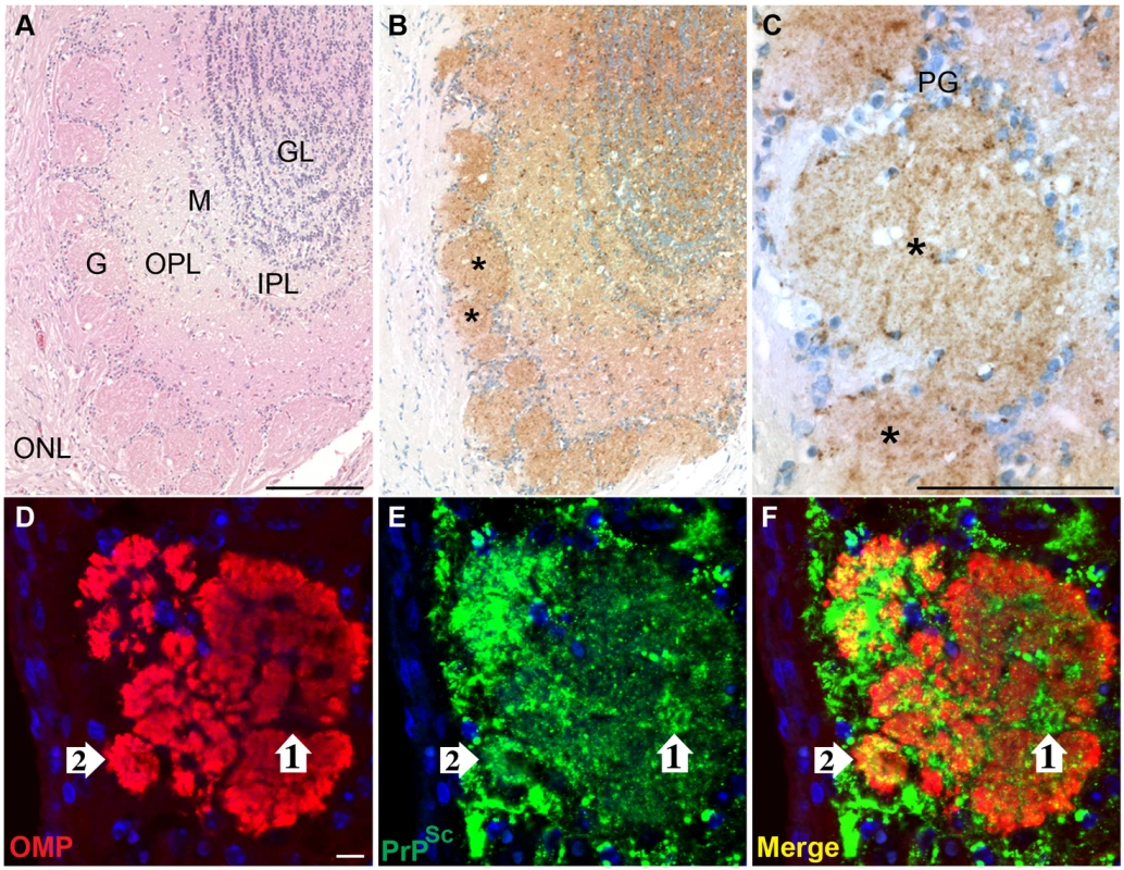Distribution of PrP<sup>Sc</sup> in main olfactory bulb following HY TME infection.