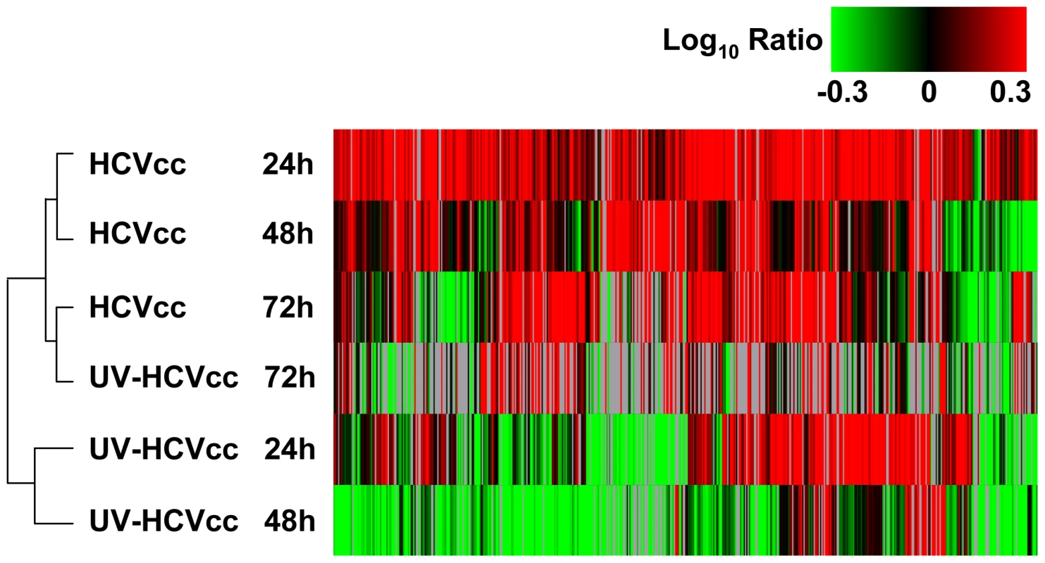 HCV infection induces temporal changes in the host cell proteome.