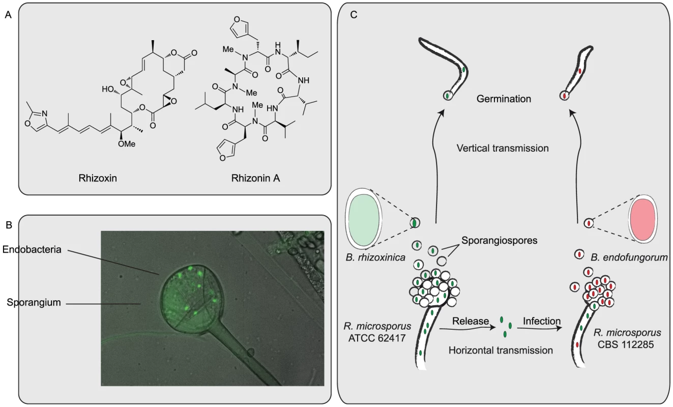 Chemical and biological features of endofungal bacteria.