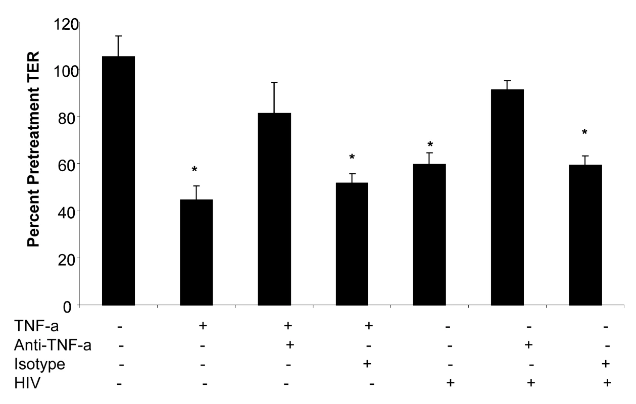 Primary endometrial epithelial monolayers were exposed to TNF-α or HIV-1 alone; TNF-α or HIV-1 (ADA,10<sup>6</sup> infectious viral units/ml, p24 280ng/ml) in combination with anti-TNF-α neutralizing antibody; TNF-α or HIV-1 in combination with normal mouse serum for 24 hours.