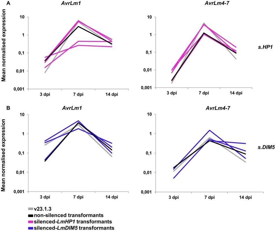 Expression of two effector genes in the silenced-<i>LmHP1</i> and -<i>LmDIM5</i> transformants during infection.