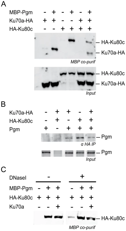 Physical interaction between Pgm and Ku.
