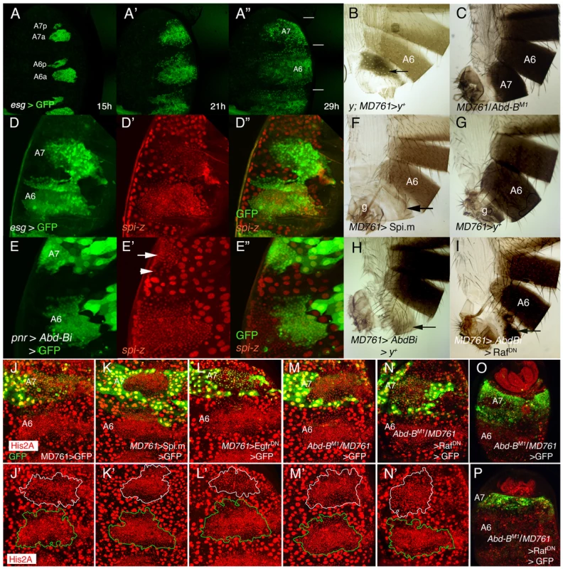 Cell divisions and EGFR activity in the male A7.