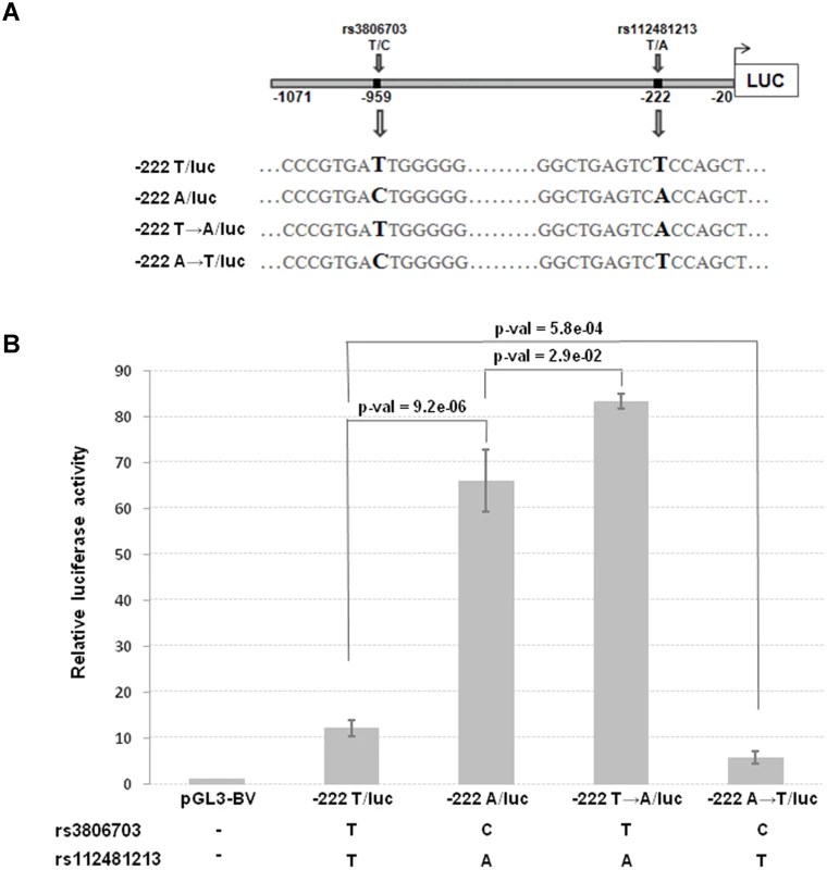 Transcriptional activity and schematic representation of reporter constructs.
