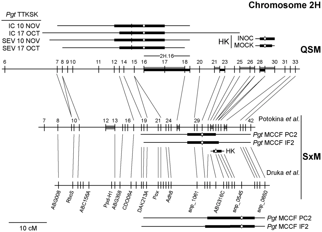 The deactivation of the MOCK 2H.28 <i>trans</i>-eQTL hotspot in INOC.