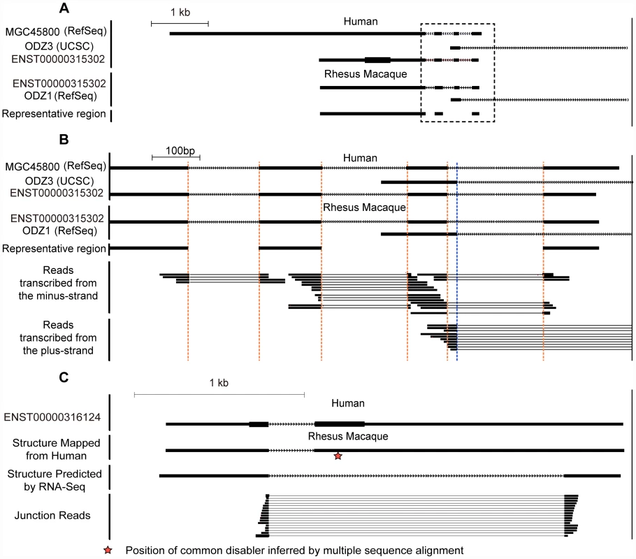 Strand-specific RNA–Seq in five rhesus tissues reveals clear transcript structure for <i>de novo</i> genes.