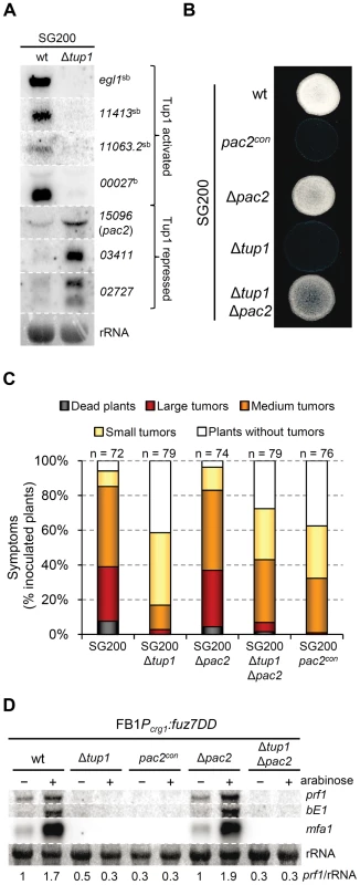 Microarray validation and <i>pac2</i> mutants filamentation and virulence phenotypes.