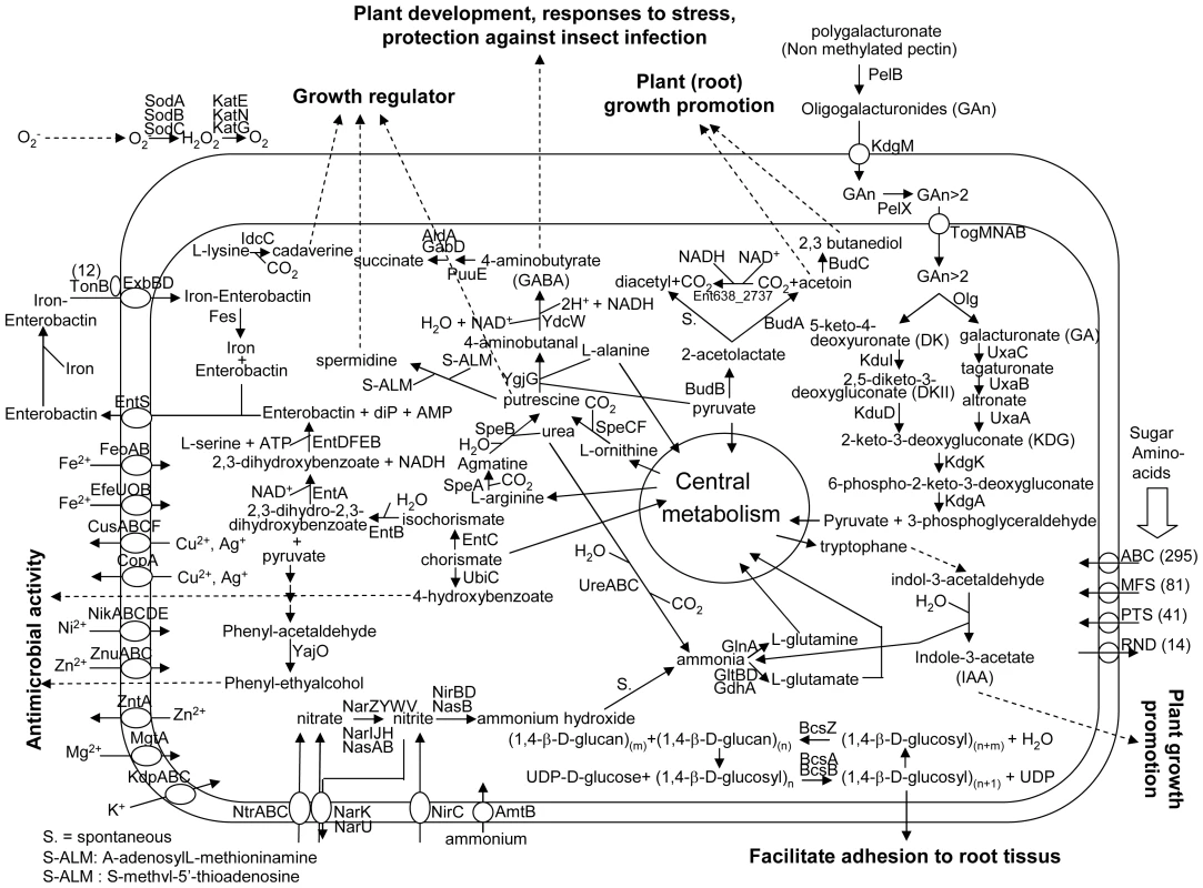 Overview of metabolism and transport in <i>Enterobacter</i> sp. 638.