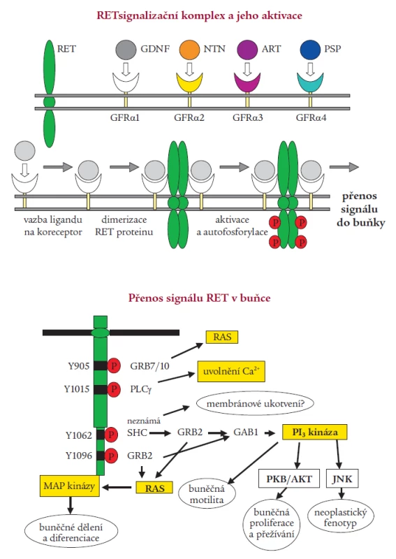 Signalizace RET.
A) Tvorba multikomponentního komplexu – po navázání ligandu z rodiny GDNF (GDNF – glial cell line-derived neurotrophic factor, NTN – neurturin, ART – artemin, PSP – persephin) na svůj koreceptor (GFRα1-4) ukotvený v buněčné membráně dojde k interakci s extracelulární částí RET receptoru, k dimerizaci komplexu, poté dojde k aktivaci tyrozinkinázové domény. Autofosforylací tyrozinových zbytků je iniciován přenos signálu.
B) Schématický nákres signalizace RET s vyznačením klíčových tyrozinů (Y) v katalytické doméně a interagujících proteinů – přenašečů signálu