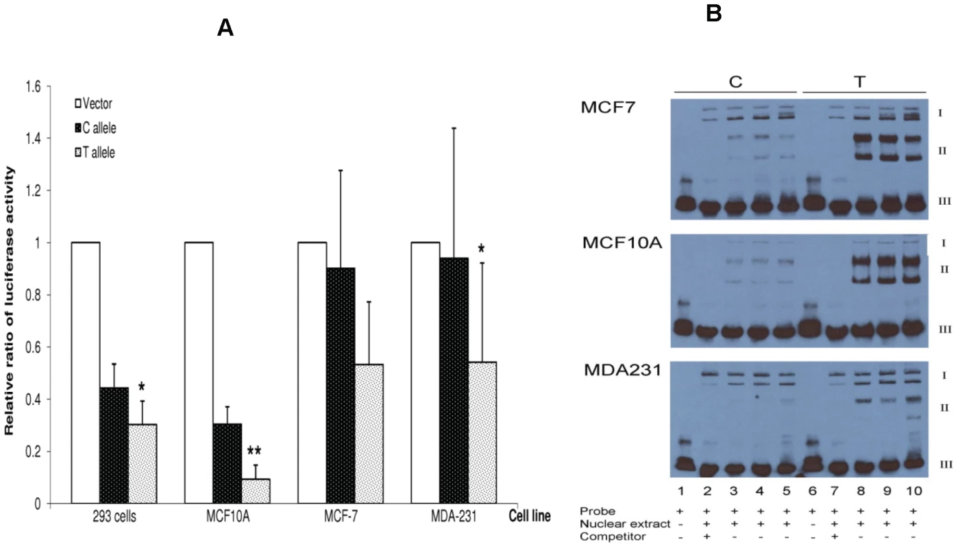 <i>In vitro</i> functional characterization of SNP rs4784227.