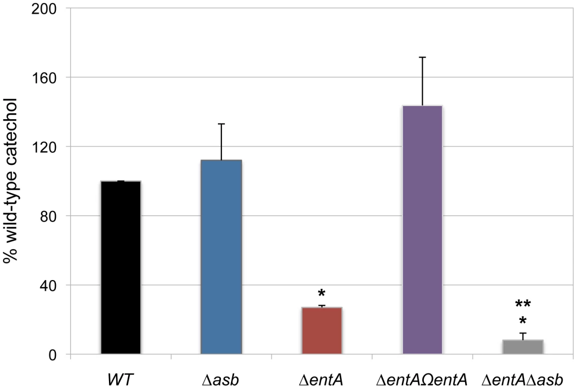 Production of catechol siderophores in <i>Δasb</i> and <i>ΔentA</i> mutants.