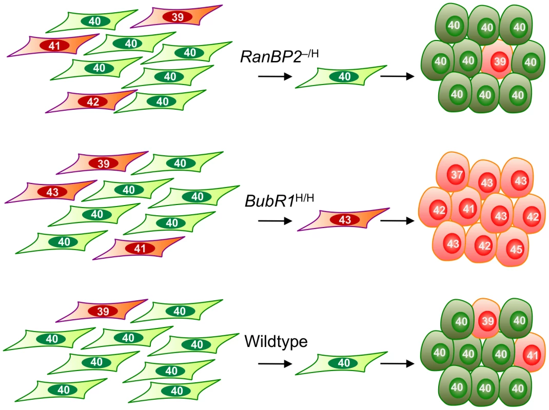 Model illustrating the contrasting effects of W-CIN gene defects on iPSC genomic integrity.