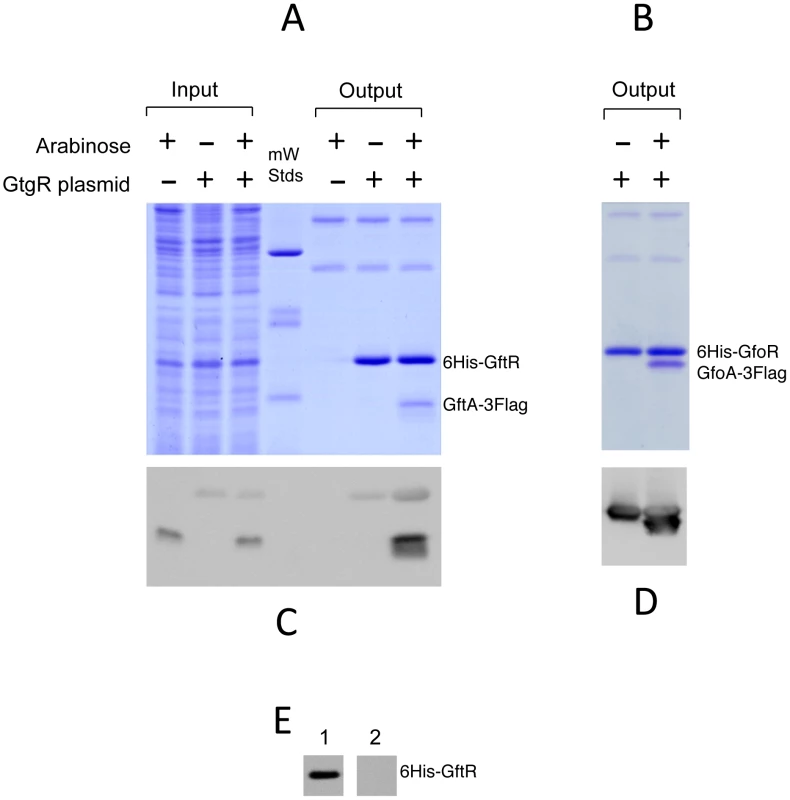 Repressor-antirepressor pulldown assays.