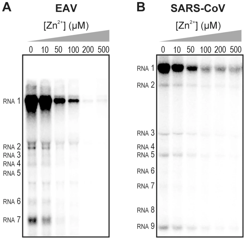 Inhibition of the <i>in vitro</i> RNA-synthesizing activity of isolated RTCs by Zn<sup>2+</sup>.