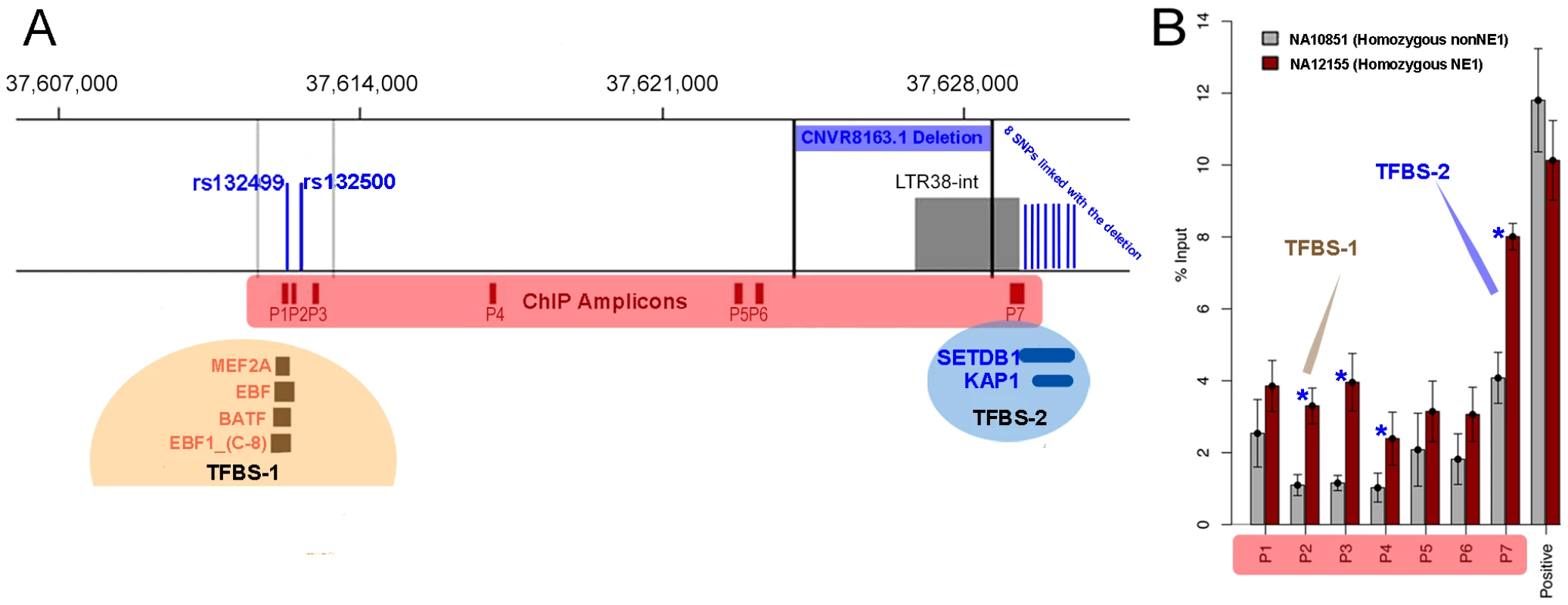 The regulatory functions of NE1 locus.