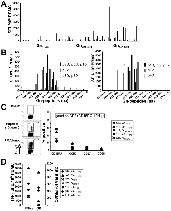 Downmapping of Gn-derived epitopes and characterization of specific T cells.