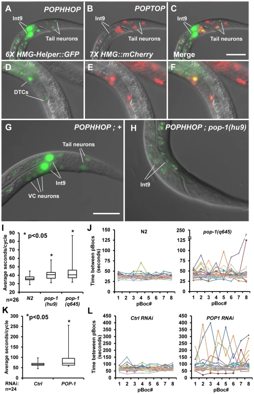 A synthetic HMG-Helper site reporter reveals a novel POP-1 function in rhythmic defecation behaviour.