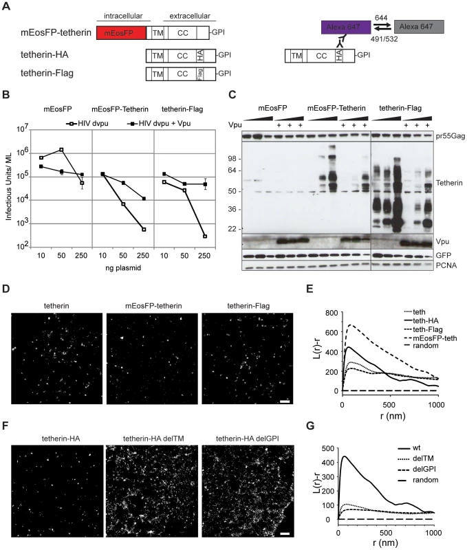 Tetherin localization to micro-domains depends on both membrane anchors.
