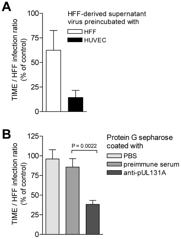 HFF virus progeny can be depleted of EC-tropic virus by coincubation with endothelial cells and beads coated with anti-pUL131A antibodies.