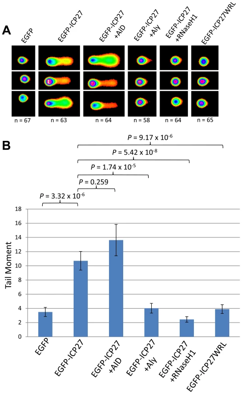 HSV-1 ICP27 induces R-loop mediated DNA damage due to hTREX recruitment.