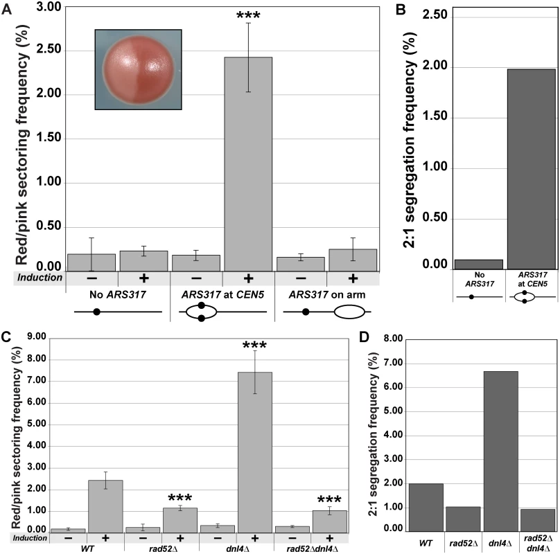 Centromeric re-replication causes 2:1 segregation through chromosome gain.