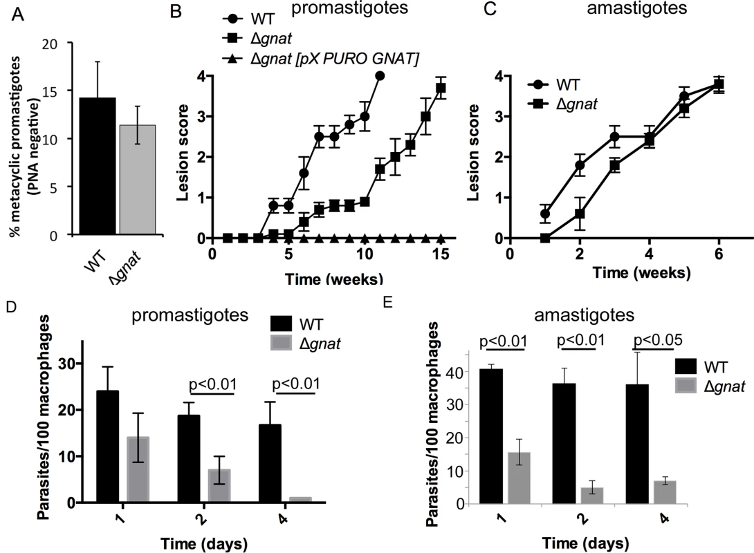 Infectivity of the ∆<i>gnat</i> mutant in BALB/c mice and macrophages.