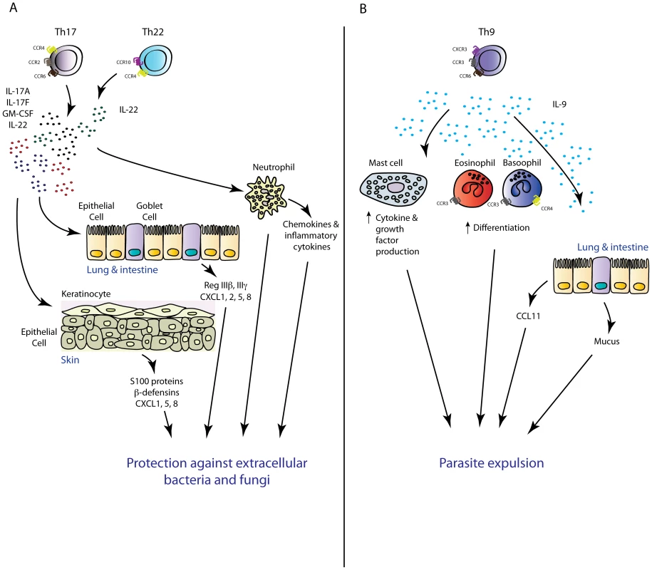 Novel T<sub>H</sub> subsets in inflammation.