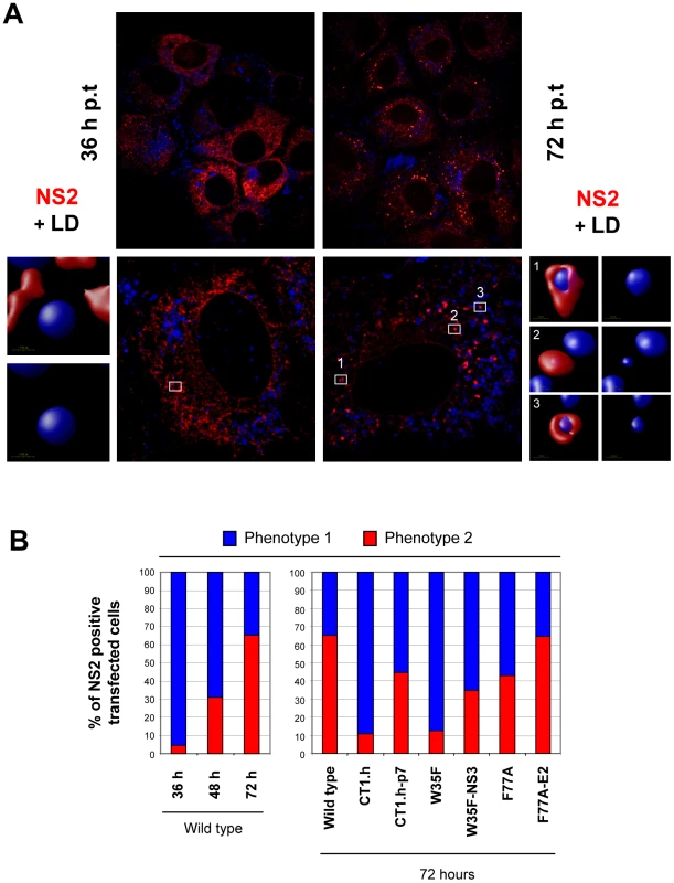 Time-dependent change of NS2 subcellular localization.