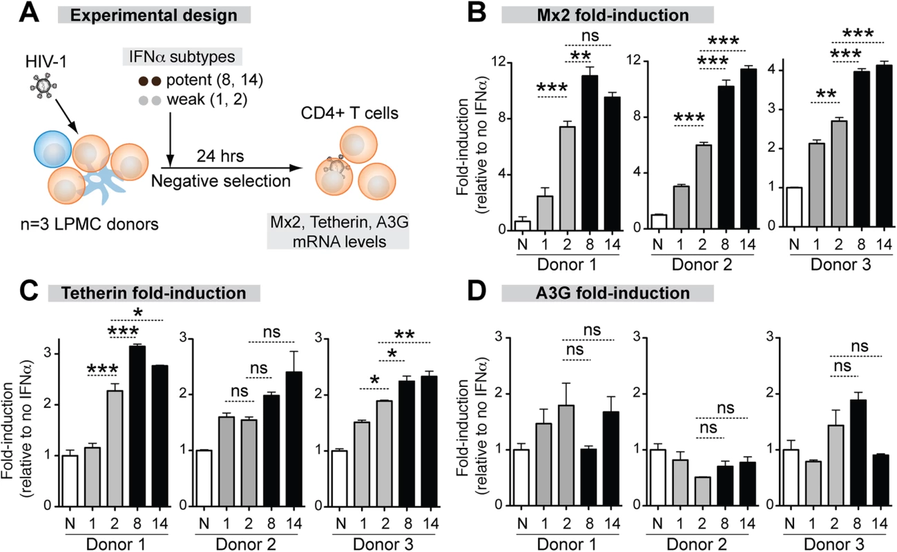 Correlation between ISG induction and IFNα subtype antiviral potency.