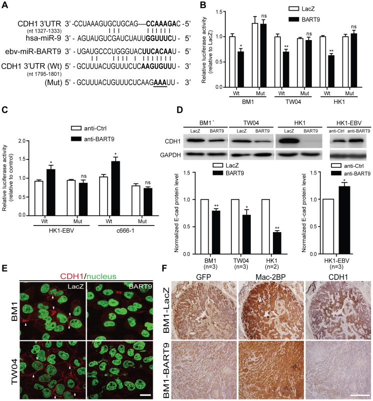 miR-BART9 directly targets E-cadherin.