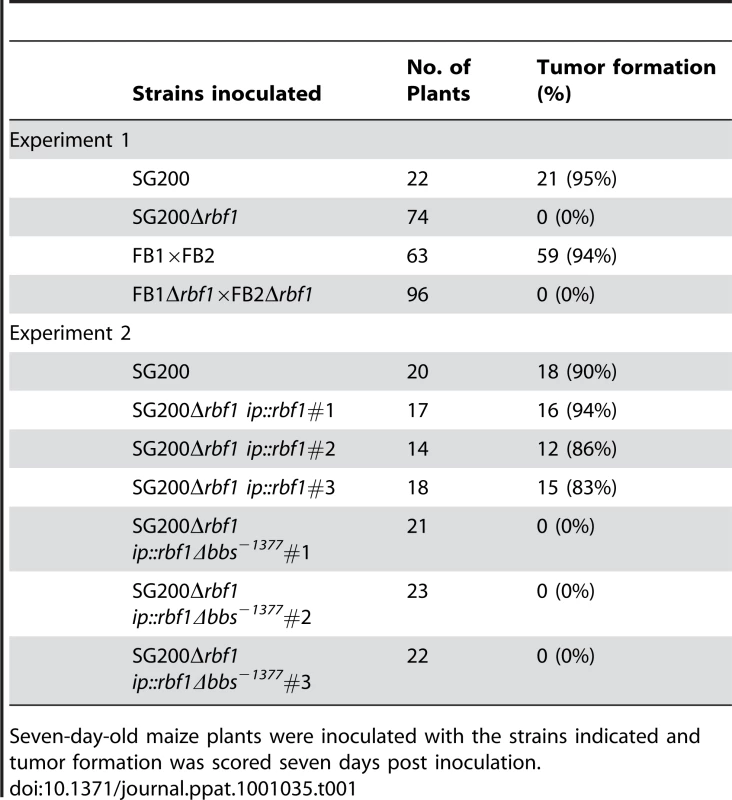 Pathogenicity of <i>rbf1</i> deletion strains.