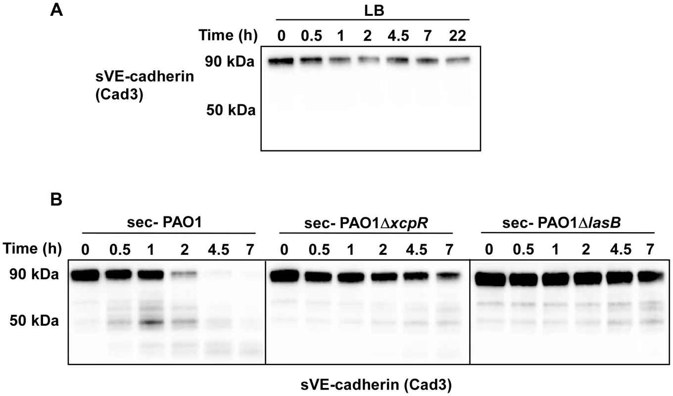 <i>P. aeruginosa</i>'s secretomes cleave VE-cadherin extracellular domain.
