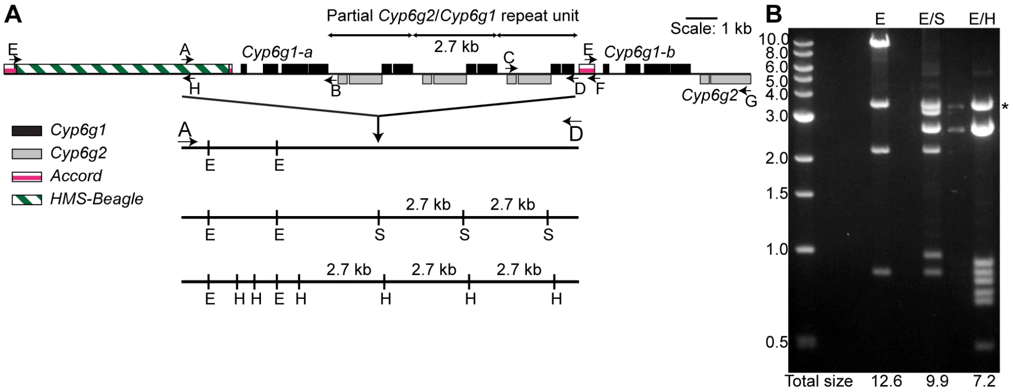 The molecular structure of the <i>Cyp6g1</i> locus.