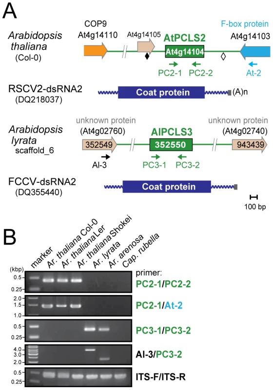 <i>PCLS2</i> and <i>PCLS3</i> homologs from members of the genus <i>Arabidopsis</i>.