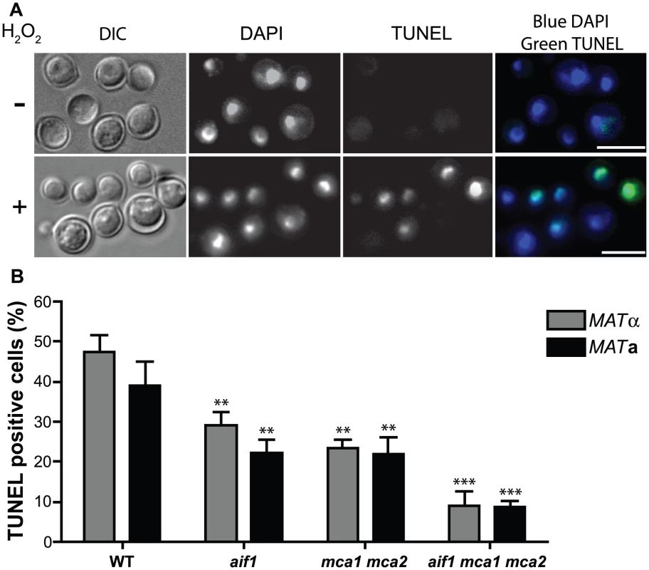 Apoptotic pathways are conserved in <i>C. neoformans</i>. A