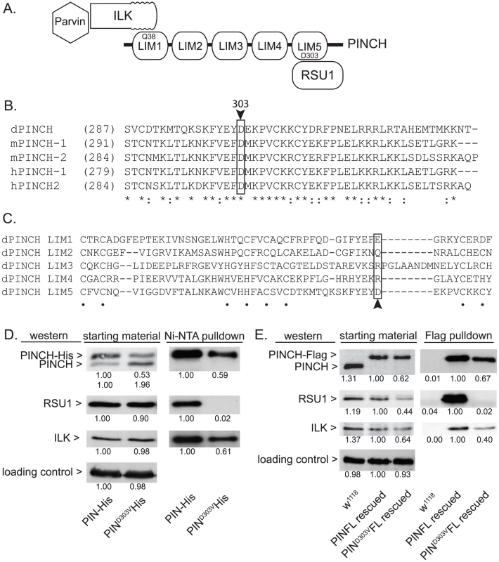 PINCH<sup>D303V</sup> mutation disrupts binding to RSU1.