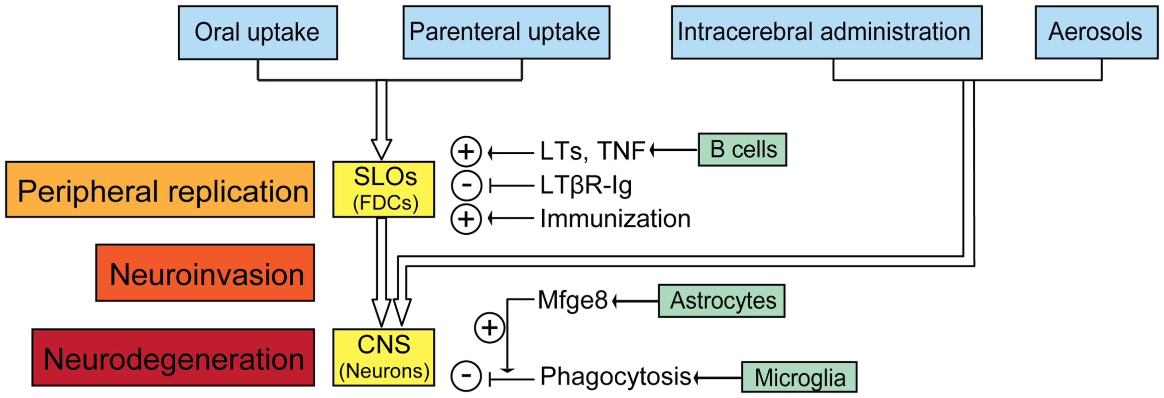 The cascade of prion entry, peripheral replication, neuroinvasion, and neurodegeneration.