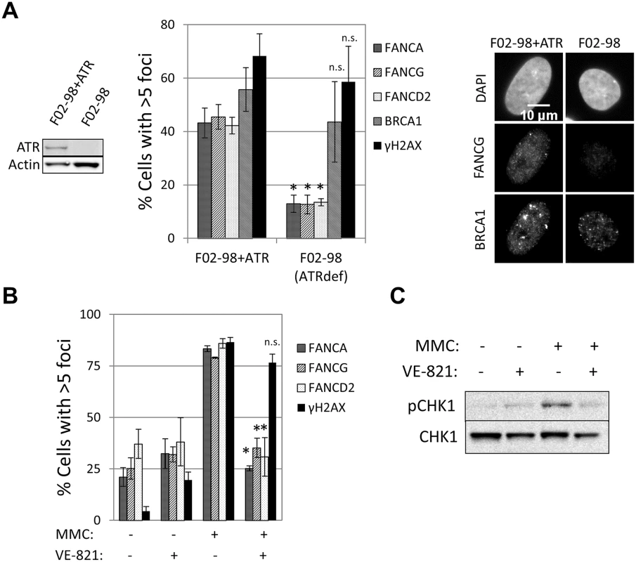ATR is required for FA core complex foci formation.