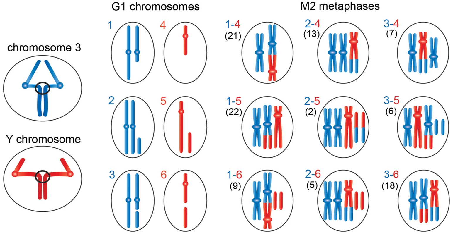 Schematic representation of the events leading to the chromosome rearrangements shown in <em class="ref">Figure 3</em>.