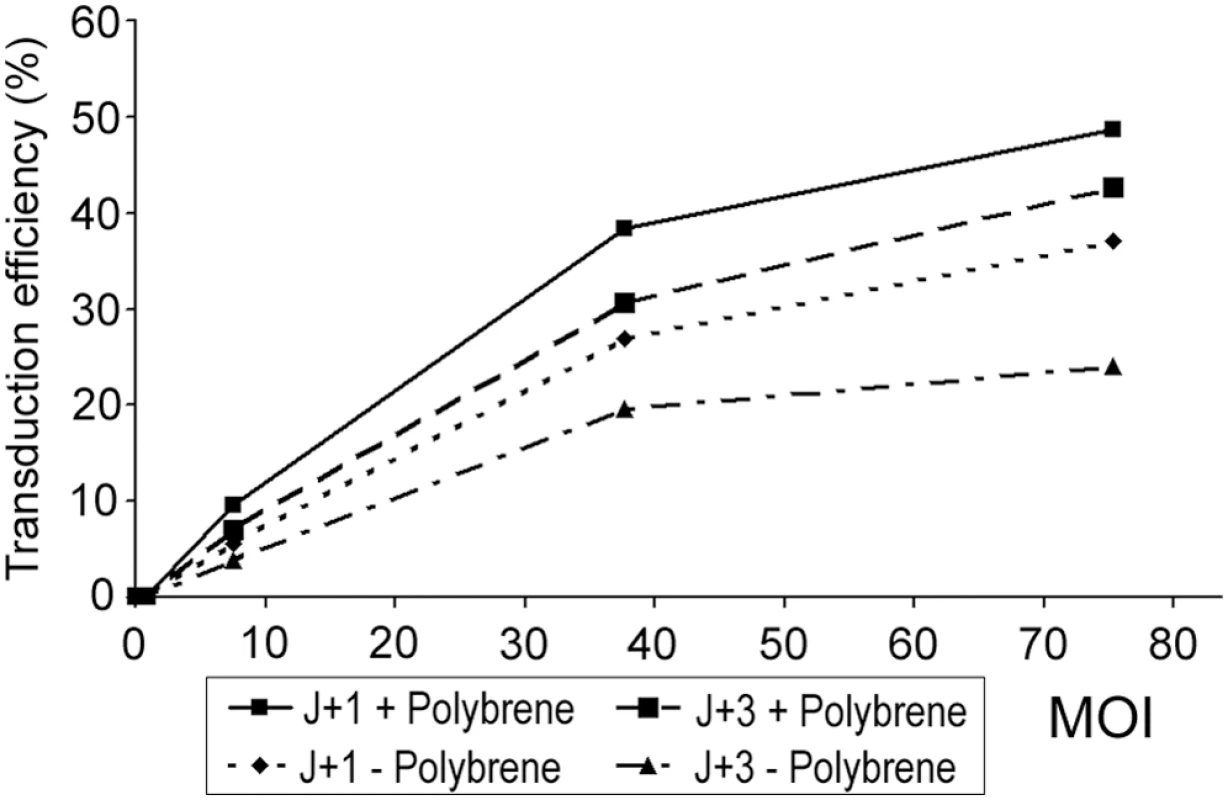 Transduction efficiency analysis by FACS two days after HAECs infection with pGFP vector.