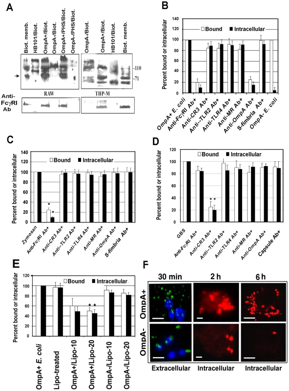 OmpA interaction with FcγRIa is necessary for binding to, and entry of, <i>E. coli</i> K1 in RAW 264.7 cells.