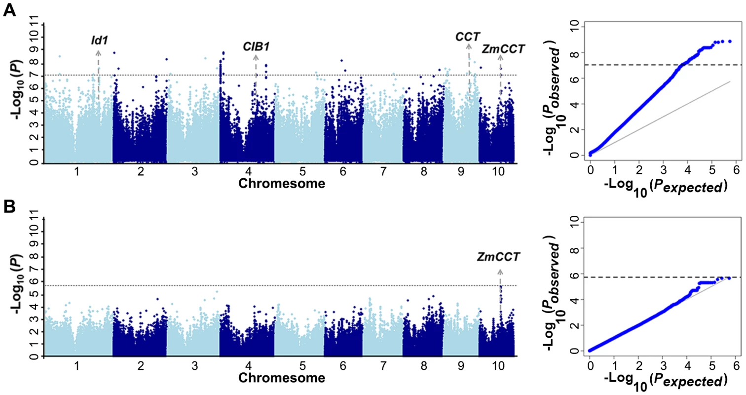 GWAS of the phenotype of days to heading in Yunnan 2010.