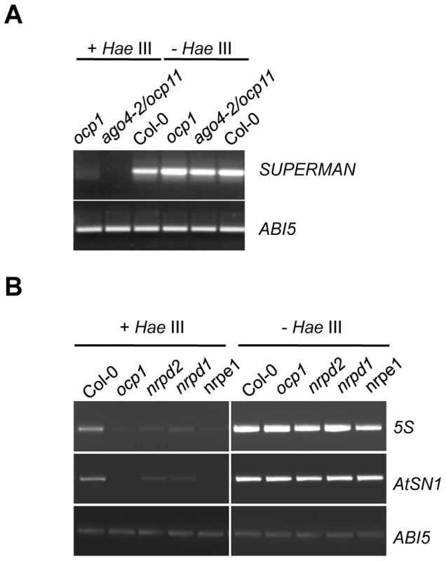 <i>ocp1</i> plants show hypomethylation in RdDM target DNA sequences.