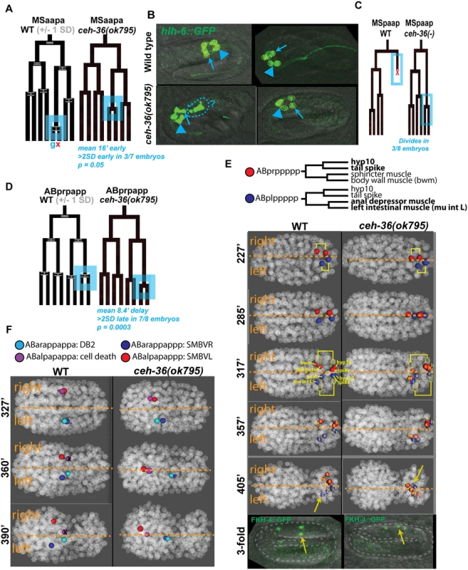 Examples of cell lineage and position defects observed in <i>ceh-36</i> mutants.