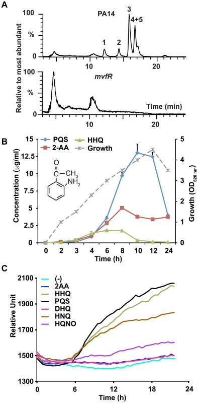 2-AA synthesis is controlled by MvfR.