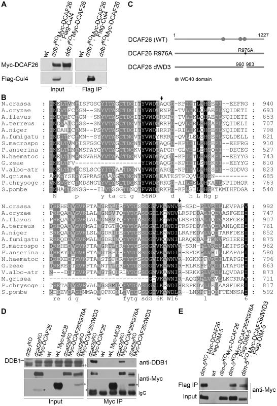 WD3 region of DCAF26 is necessary for binding between DCAF26 and DDB1.