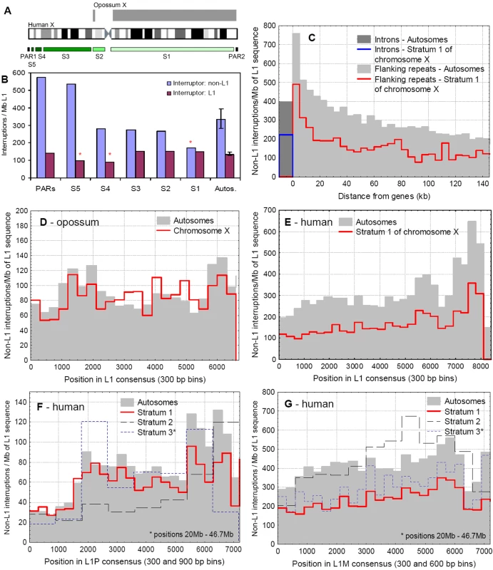The pattern of interruptions of L1s on the autosomes and X chromosomes.