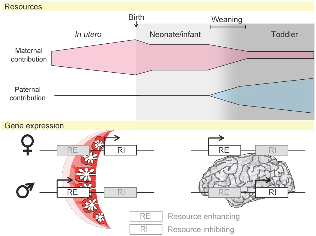Maternal and paternal resource allocation before and after birth.