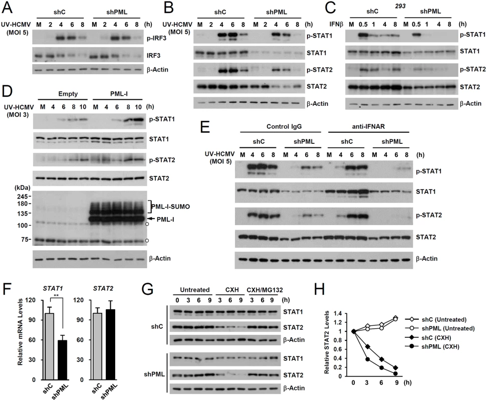 Effects of PML knockdown on the levels of STAT1 and STAT2 and of their activated forms.